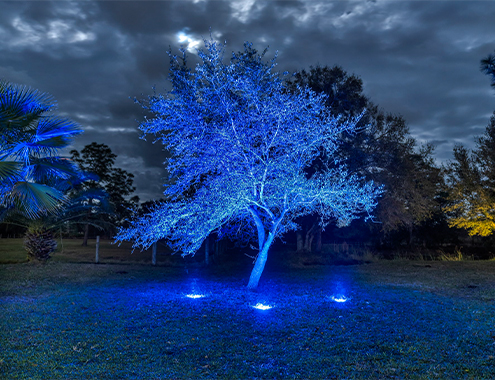 Tree illuminated with blue landscape lighting
