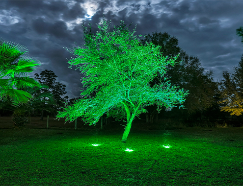 Tree illuminated with green landscape lighting