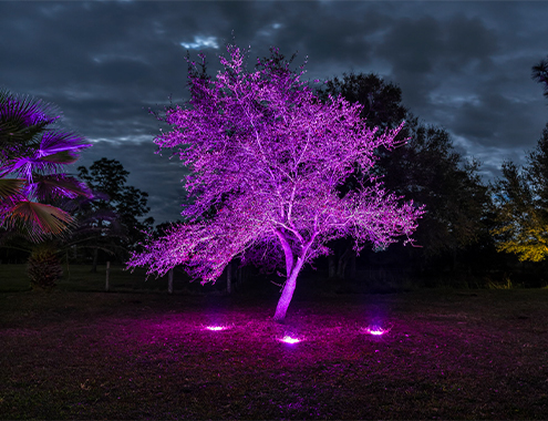 Tree illuminated with purple landscape lighting