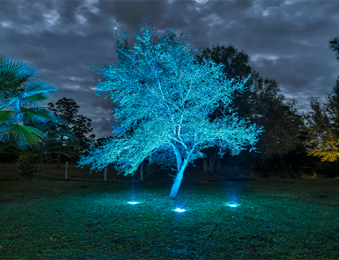 Tree illuminated with teal landscape lighting