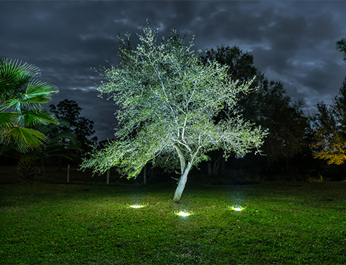 Tree illuminated with white landscape lighting