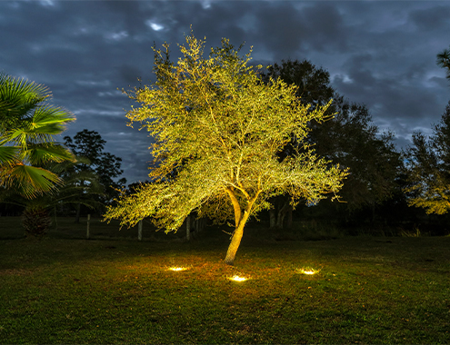 Tree illuminated with yellow landscape lighting