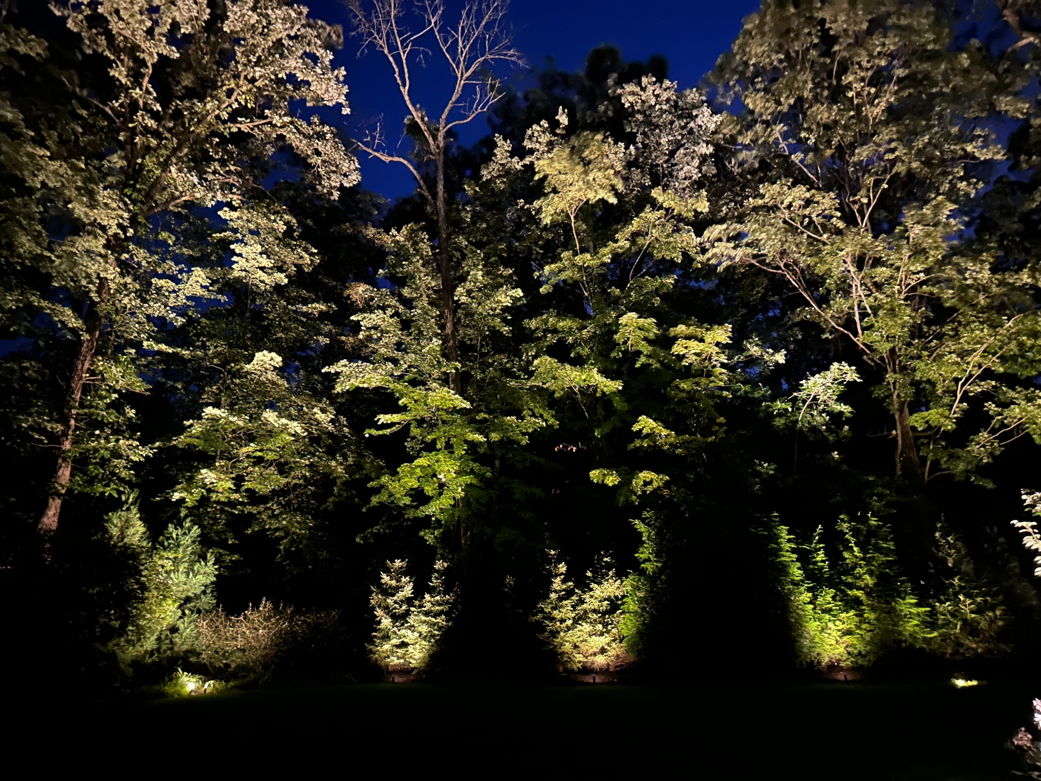 Warm uplighting reveals layers of trees against the night sky