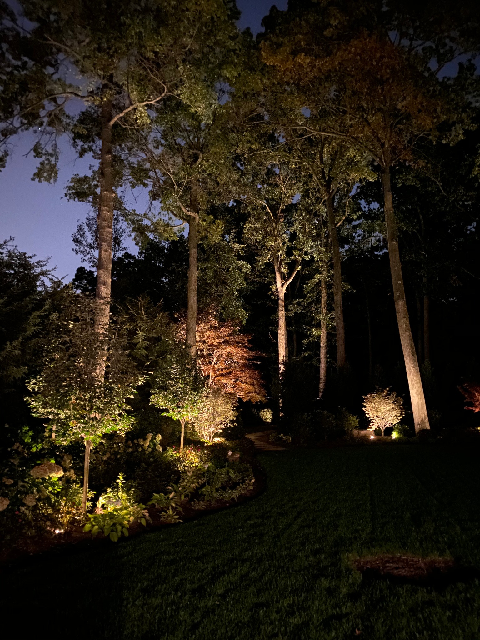 Warm landscape lighting highlights tall woodland trees