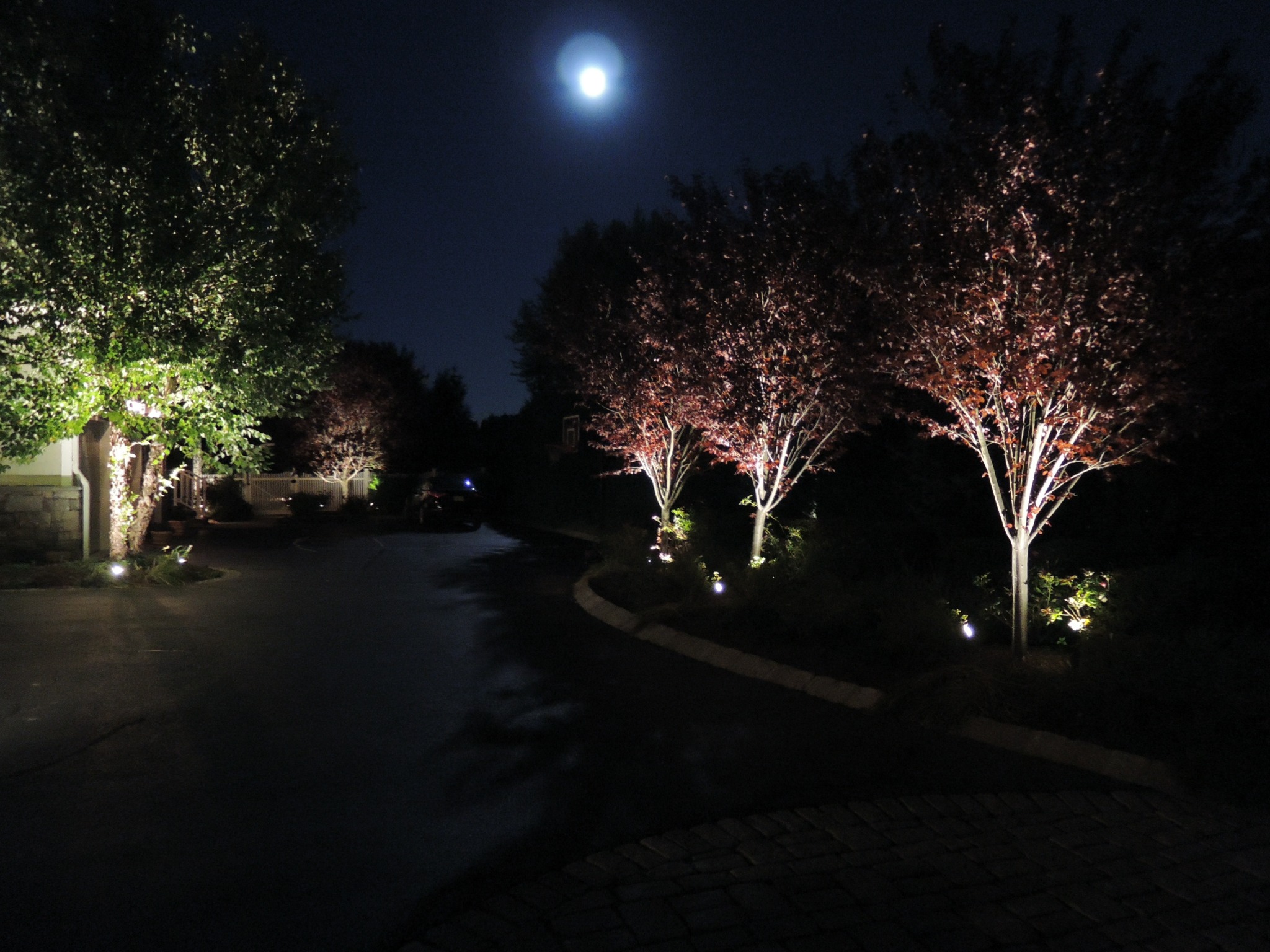 Landscape lighting illuminates ornamental trees along a driveway beneath the moon